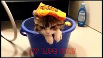 Funny Cats Compilation [Most See] Funny Cat Videos Ever 2016