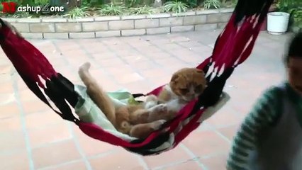 Funny Cats Acting Like Humans Compilation 2016