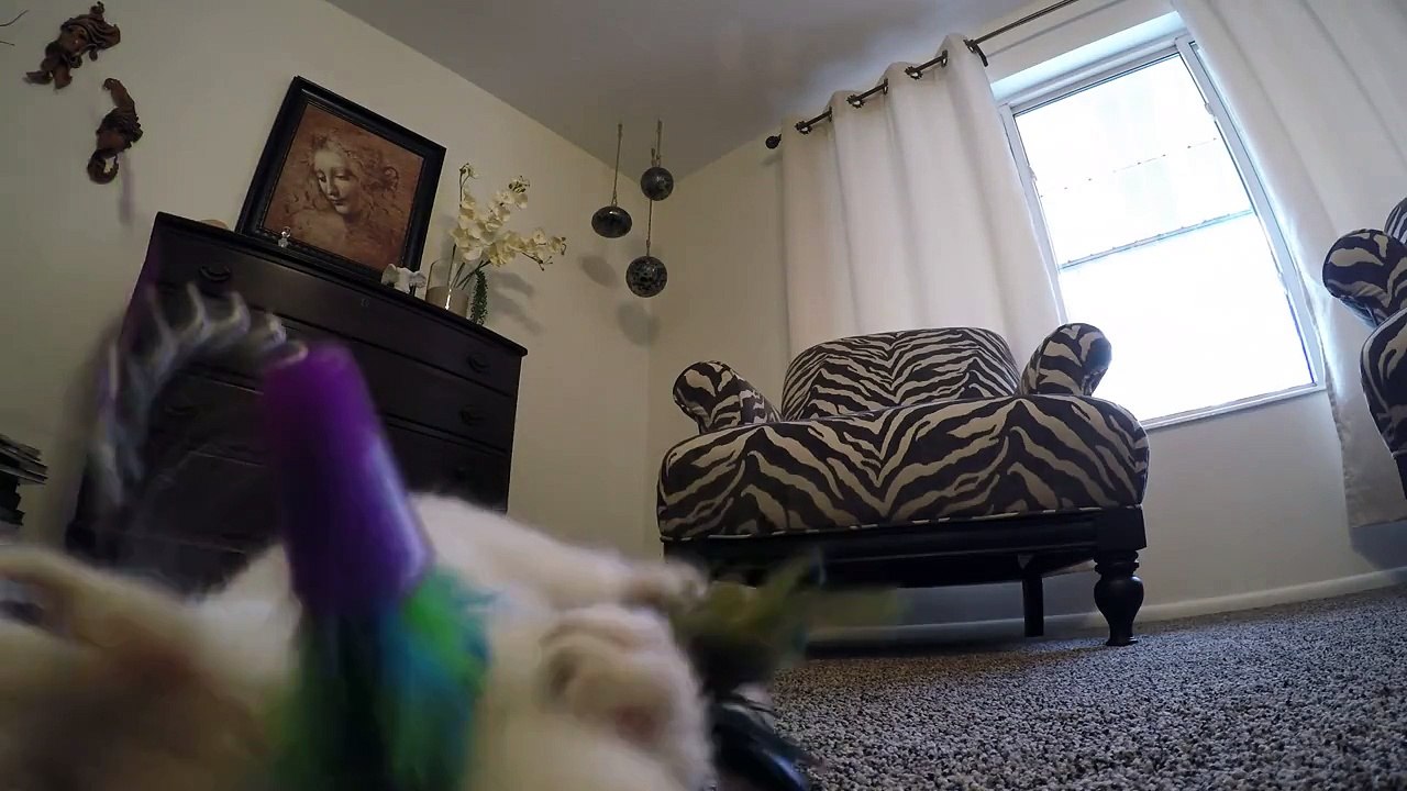 Des nouvelles de Lazarus le chaton ressuscité