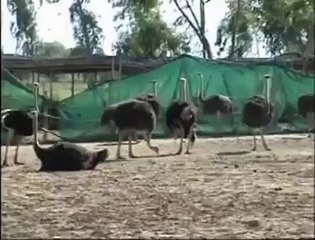 شتر مرغ فارم