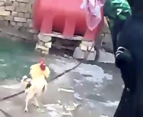 مرغے نے ایک لڑکی پہ حملہ کر دیا