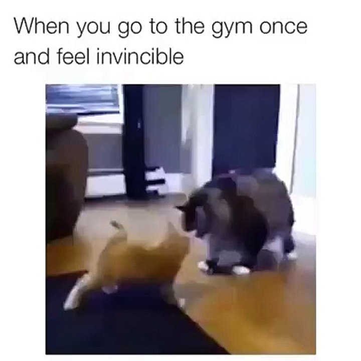 Cat's GYM