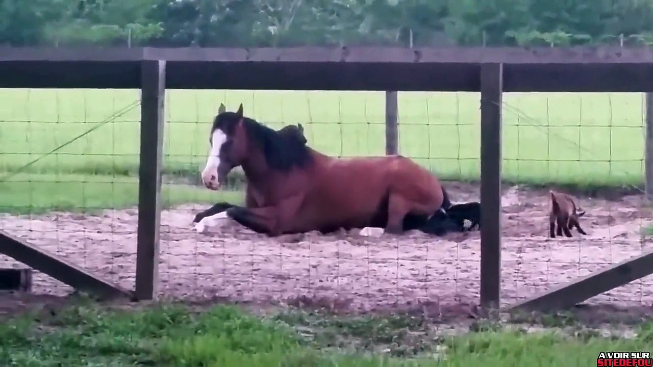 Chevreaux s'éclatent sur le dos d'un cheval (Cute)
