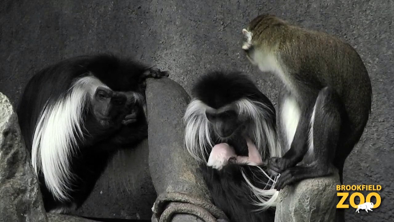 Cute Angolan Colobus Baby!