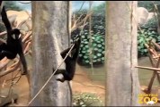 Cute Gibbon Baby  Thani  Learning the Ropes at Brookfield Zoo