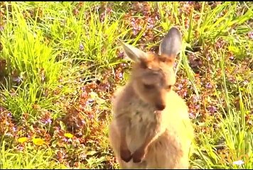 Cute Baby Kangaroo at Brookfield Zoo