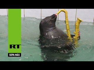 Muy bien hoy en dia Las talentosas focas del Baikal que tocan instrumentos y pintan