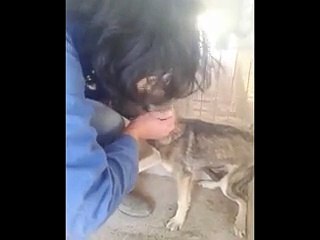 Ce Chien Maltraité Reçoit Des Calins Pour La Première Fois