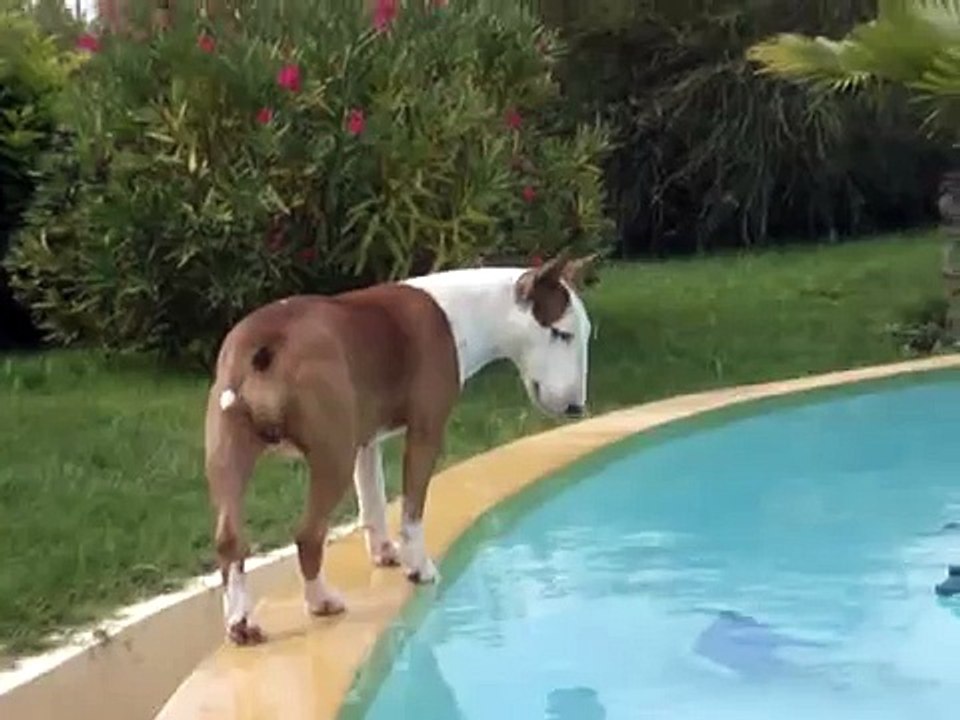 chien drole