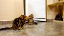 So cute Kittens playing with Soap Bubbles !! Adorable cats...