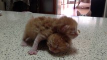 Adorable crazy cat playing with 2 kittens!