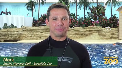 Brookfield Zoo's Seven Seas Staff Part 4 - Mark and Magic