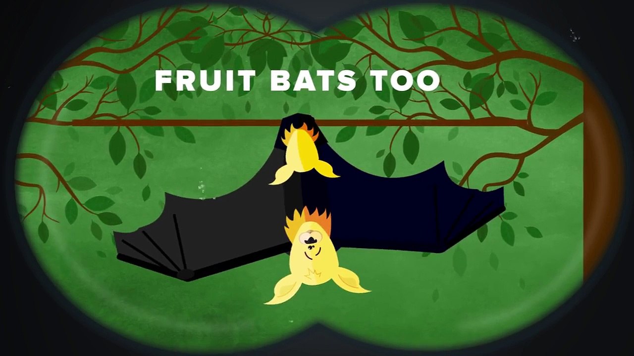 Which Animals Have Sex For Fun?