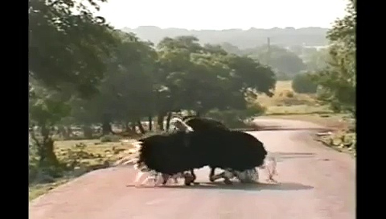 DANCING ANIMALS