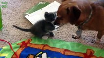 Dogs Meeting Kittens for the First Time - Compilation 2014