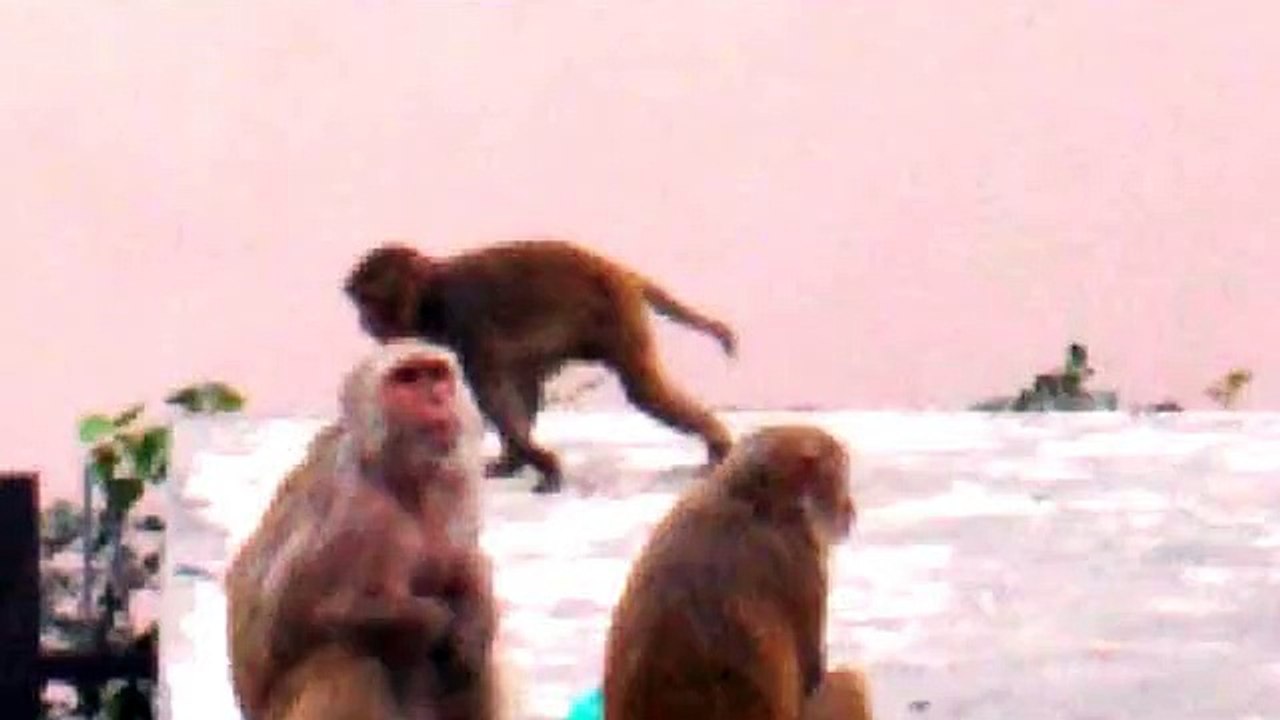 gay monkeys, one masturbate