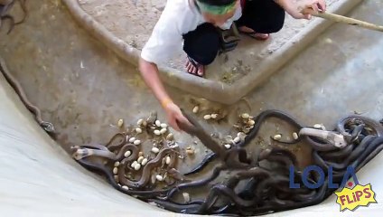 Man Gets Far Too Close to These Angry Snakes!