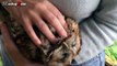 Cute Animals Cuddling - A Cute Animal Videos Compilation 2016