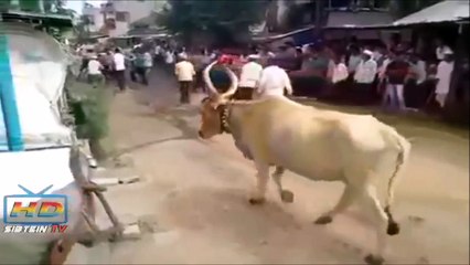 White men can't jump...but white cows can