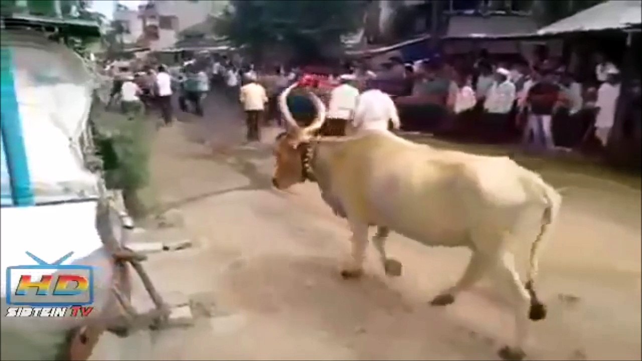White men can't jump...but white cows can