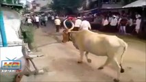 Une vache très agile saute par dessus un homme