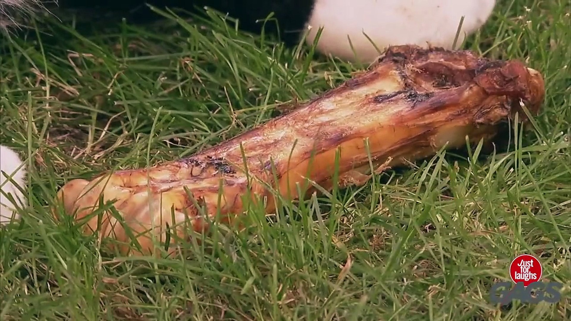 ⁣Stuffed Dog Attacks Real Dog