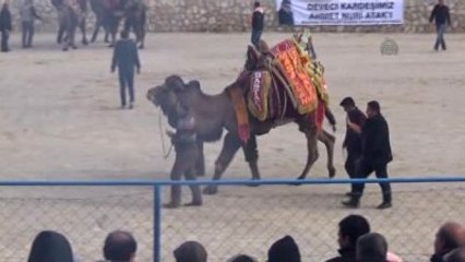 Bodrum'da Deve Güreşi Festivali
