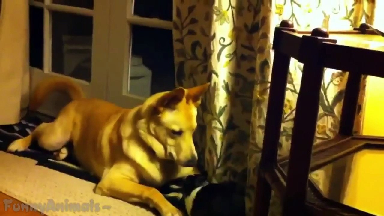 Cute Rabbits Playing With Dogs   Funny Animal Compilation