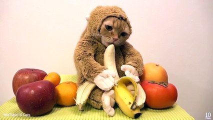 Costume makes a monkey of this cat - but it does like banana