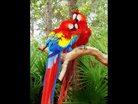 Animal Sounds: Real Animals Names, Sounds, and Babies Names