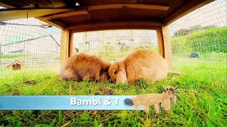 Furry Friends - Rabbits - Episode 3
