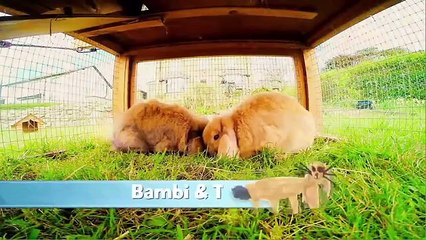 Furry Friends - Rabbits - Episode 3