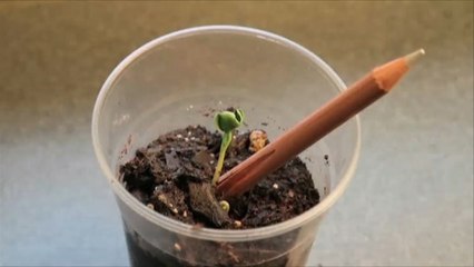 أقلام رصاص تعلّم الأطفال الزراعة بدل الكتابة