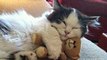 Cats Hugging Toys Compilation