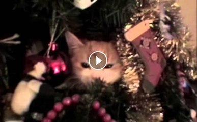 Cats Hiding in Christmas Trees