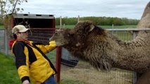 Llamas, Alpacas, and Camels Are Awesome: Compilation