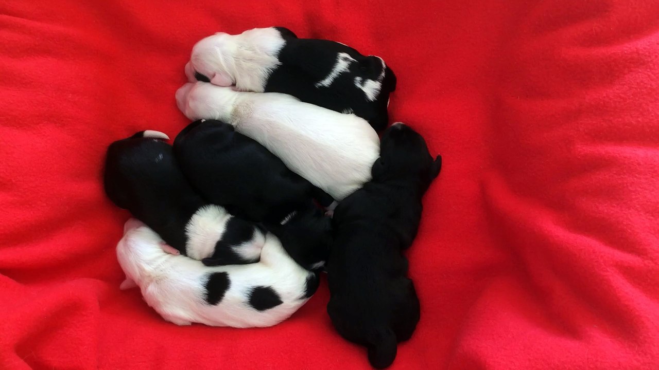 PORTEE en "L" de AZUR WINGS KENNEL