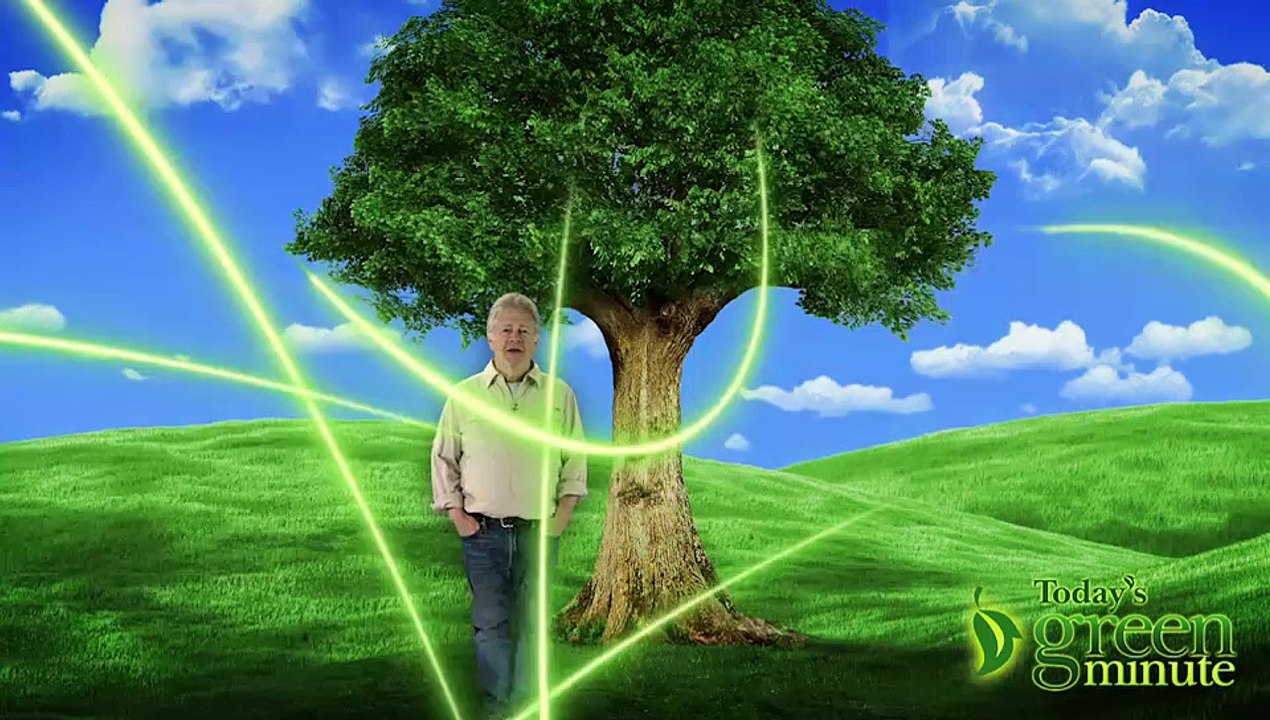 Meet Me Under the eTree