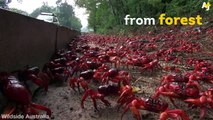 The Christmas Island red crab is a species of land crab that is endemic to Christmas Island and the Cocos Island