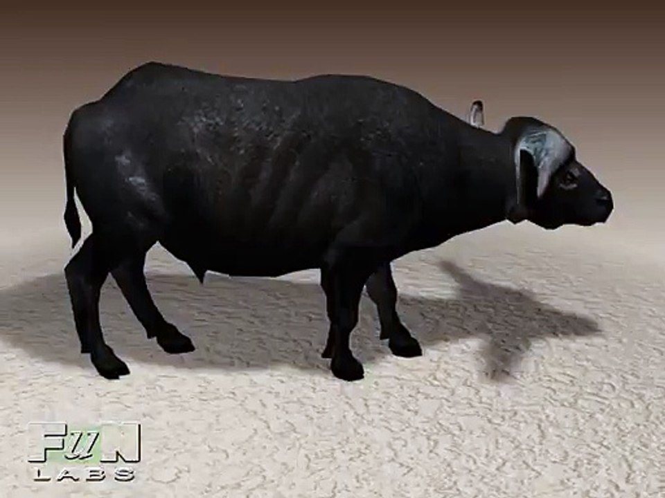 My favourite CRITTER in the ANIMAL KINGDOM - the CAPE BUFFALO !