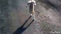 Cat walking by two legs ....!!!