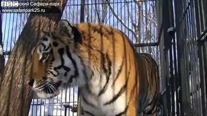 Goat and tiger's unlikely friendship