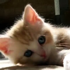 sevimli kedi yavrusu (Lovely cat )