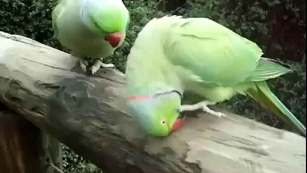 Talking Parrots
