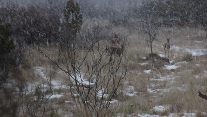 Texas Snowstorm Bucks