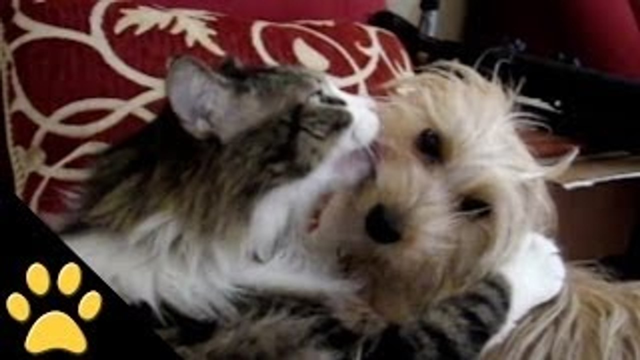 Valentines Day Animals: Compilation