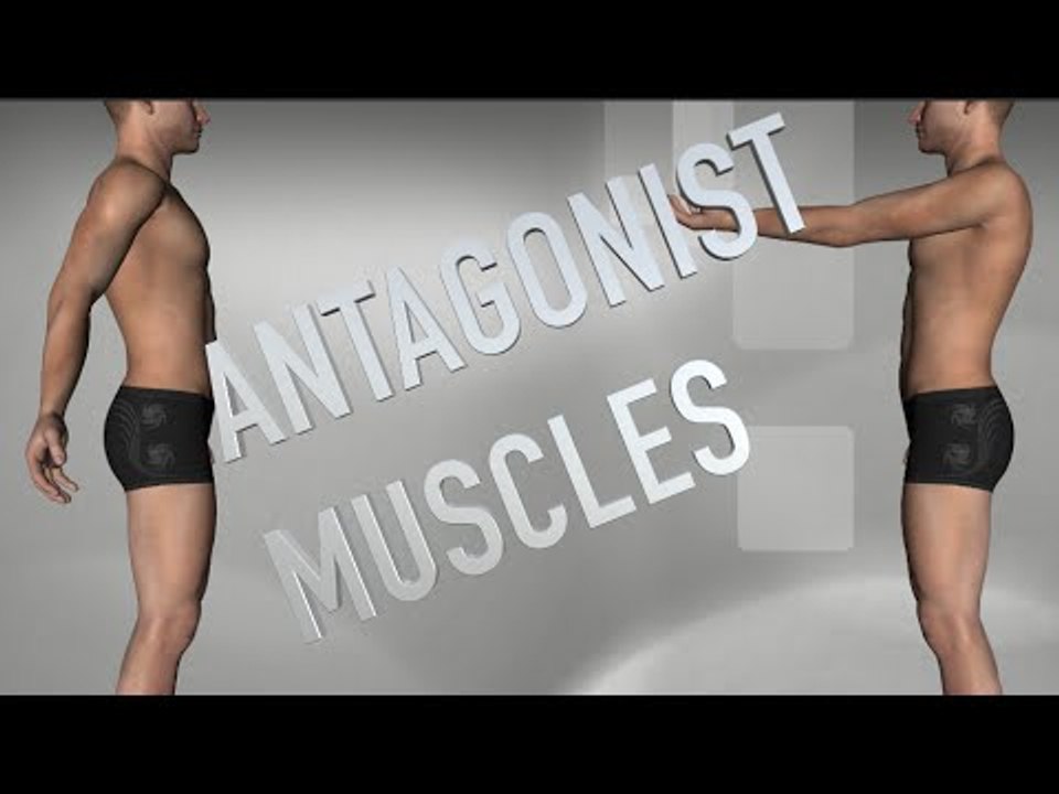 Antagonist Muscles - Trunk Actions - Kinesiology Quiz