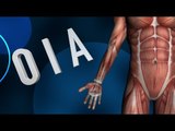 Gluteal Muscles - Origins, Insertions & Actions - Kinesiology Quiz