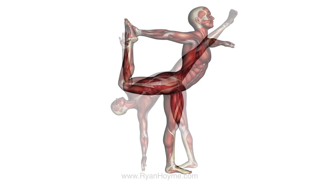 40 Yoga Poses - White Background