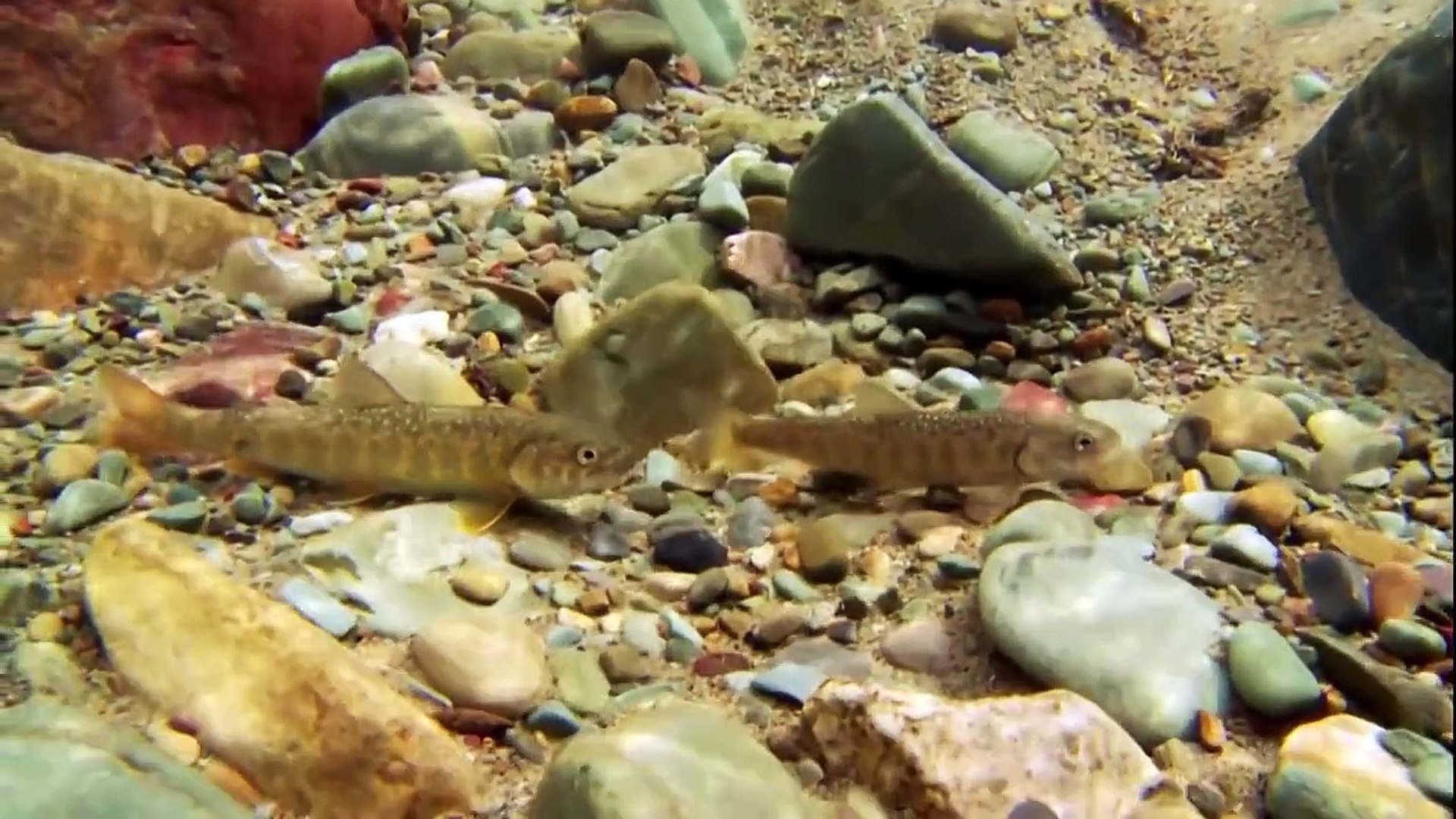 [HD Documentary] Glacier National Park 1080p (Nature Documentary)